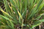 Triple fungicide resistance detected in Yorke Peninsula barley