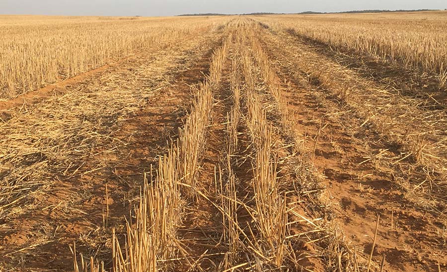 The same wheel track as above after deep ruts were filled in by a track renovator PHOTO Bindi Isbister, WA DPIRD
