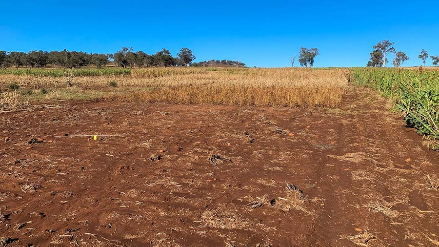 Pictured is the trial site on Stuart McDonald's family farm. PHOTO Nicole Baxter