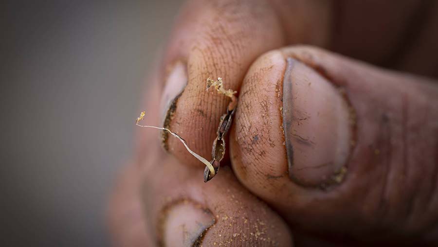 Serradella sprouting from a seed pod. PHOTO Evan Collis