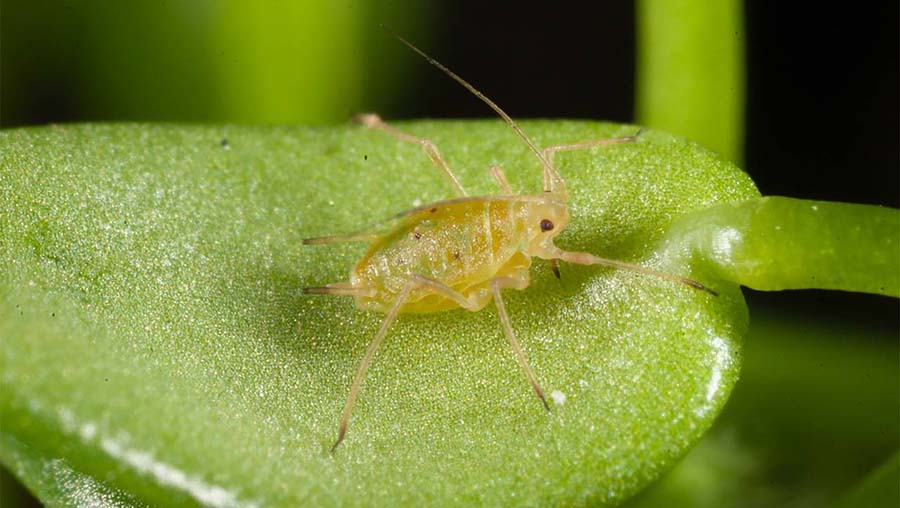 An adult green peach aphid. PHOTO cesar