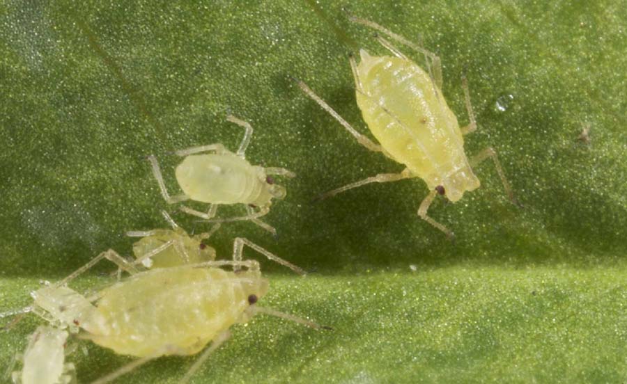 Resistance to pirimicarb insecticide was detected in green peach aphids in 2010. PHOTO cesar