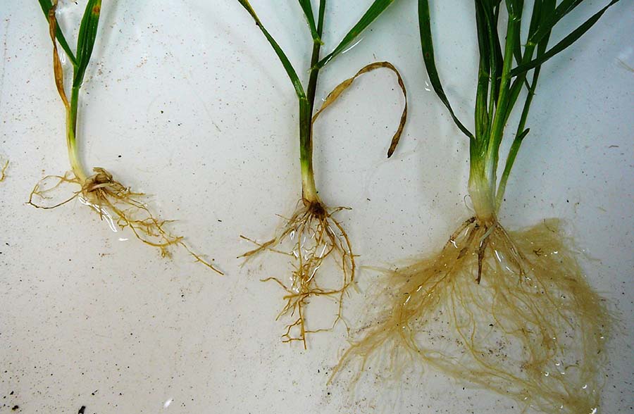 Rhizoctonia-infected wheat seedlings (left, centre) and a healthy wheat seedling. PHOTO Alan McKay