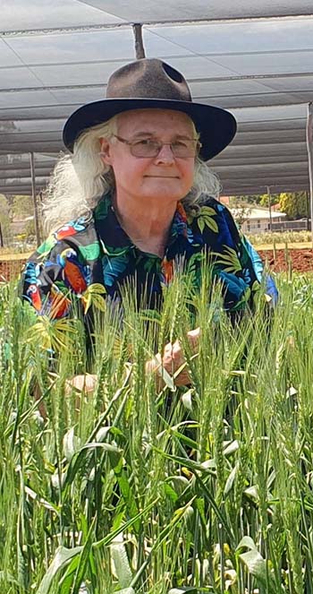 Dr Jack Christopher is a team leader at the Centre for Crop Science at QAAFI - a collaboration between the University of Queensland and the Department of Agriculture & Forestry Queensland. PHOTO Dr Najeeb Ullah