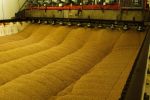 Gene technology boosts brewing performance of Australian barley varieties