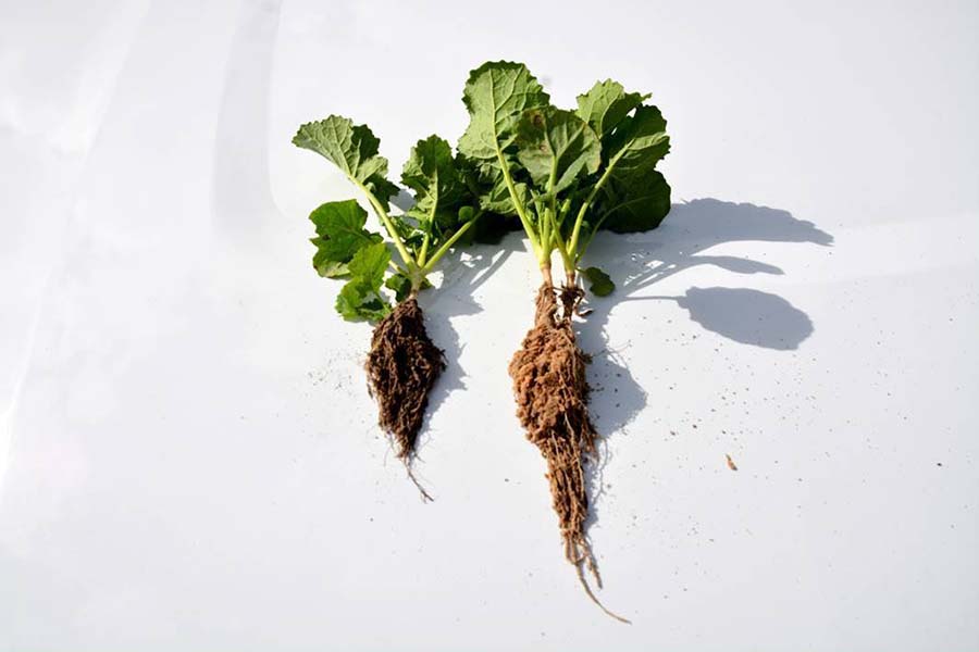 At left, shorter root growth in a non-ploughed, more-compacted soil, compared to roots from ploughed soil (right). PHOTO GRDC