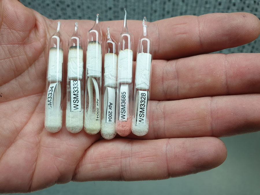 samples of freeze-dried rhizobium