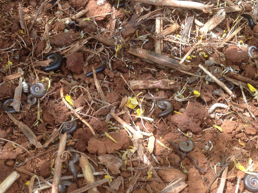 Portuguese millipedes in the paddock.