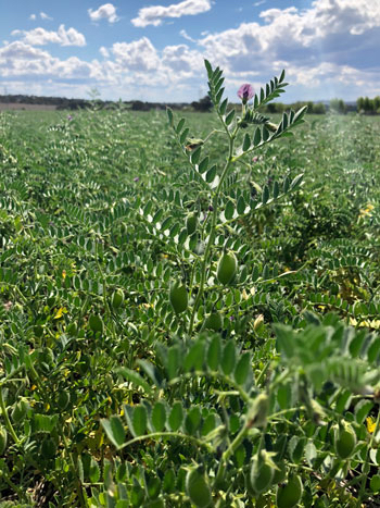 chickpeas in a sunny field 