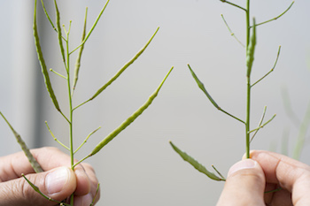 canola varieties with heat tolerance