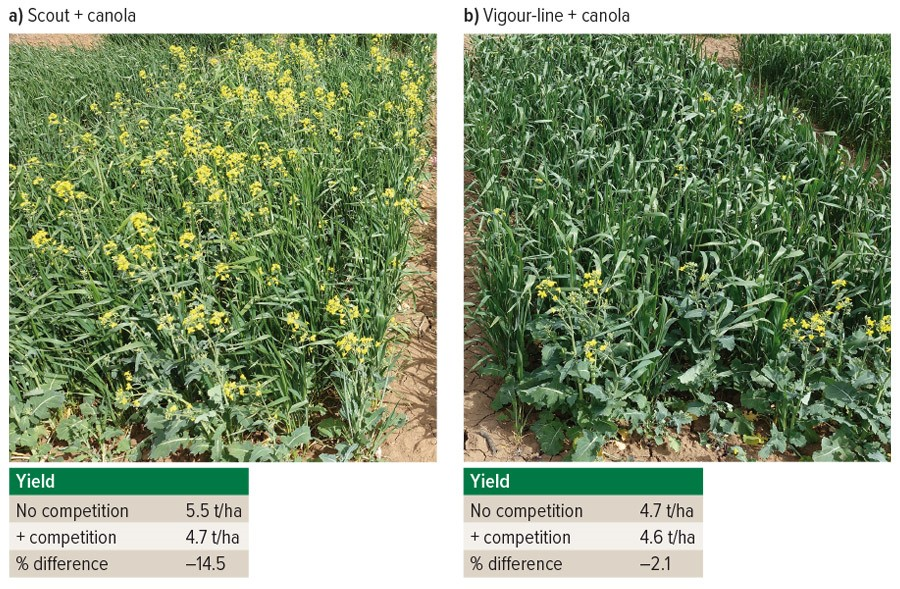 weed-competitive wheat data