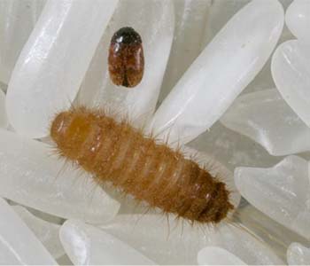 Khapra beetle