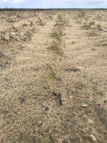 Wheat after wind erosion