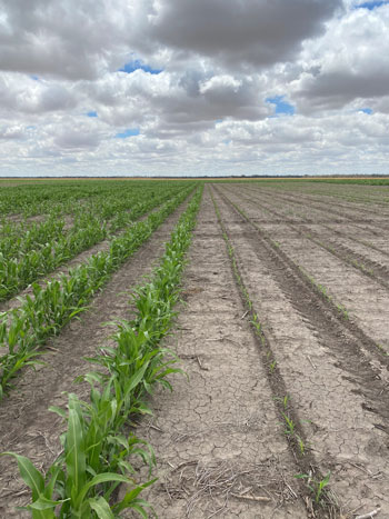 Sorghum crops growing near Moree