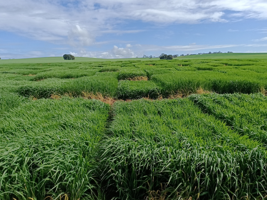 barley wild genetics