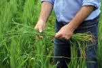 Research highlights summer adaption of annual ryegrass