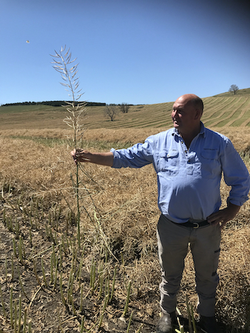 Peter Brooks holding a stalk of canola 