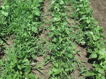 Liverseed grass at harvest