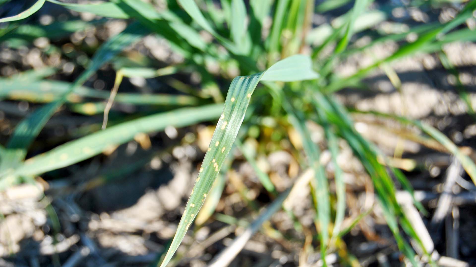 Growers urged to monitor and manage for cereal diseases | Groundcover