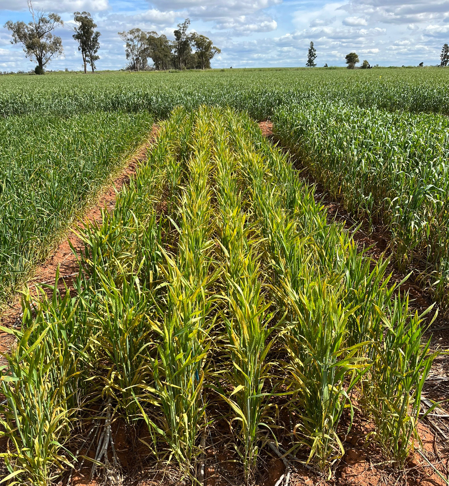 vixen wheat affected by stripe rust