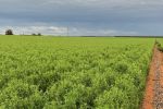 Planting lentils to boost profitability and benefit cereal crops