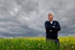 Study reveals essential ingredients for hyper-yielding wheat