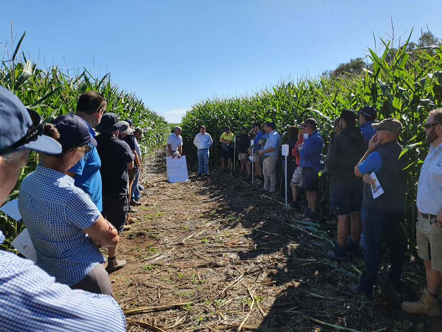 A photo of Nick Poole speaking to a crowd at a field day in a crop of maize on a sunny cloudless day.  