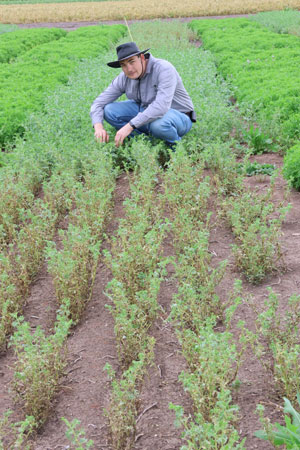 Dr Joshua Fanning assessing chickpea plants