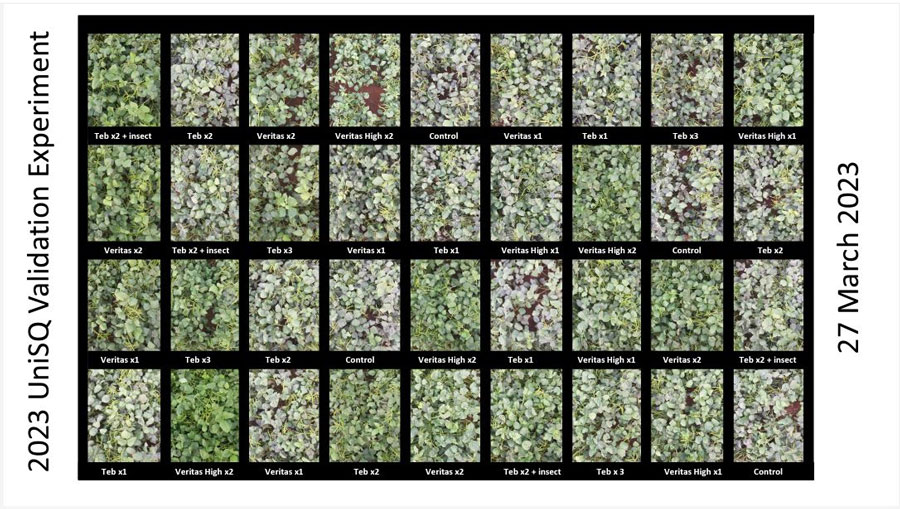 A graphic composed of multiple overhead shots of mungbeans