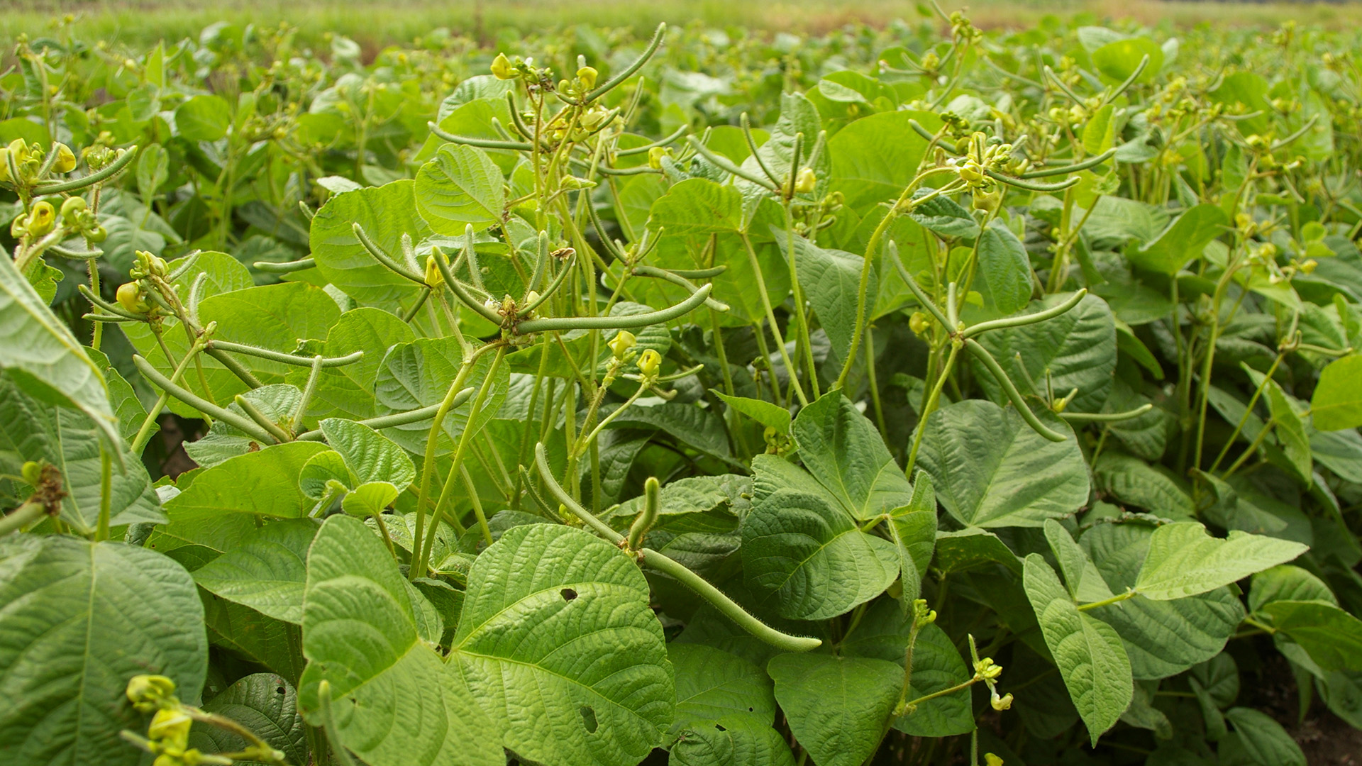 Central Queensland cropping and agronomy workshops | Groundcover