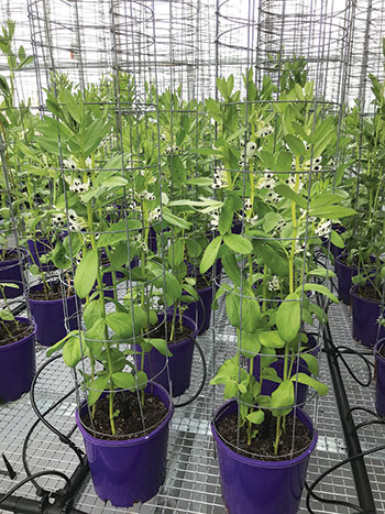 Faba beans growing under LED lights