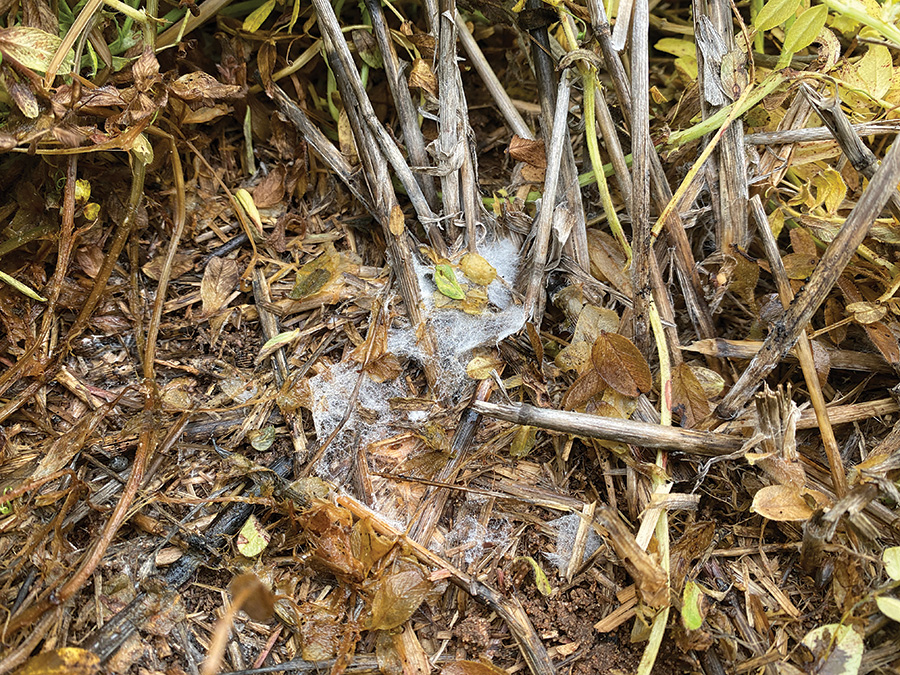 Sclerotinia in vetch.