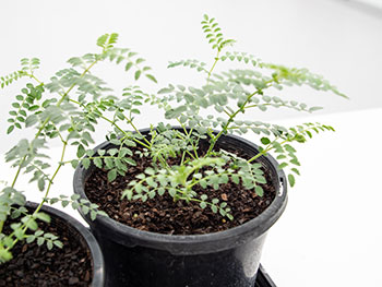 Close up of chickpea plants in pots