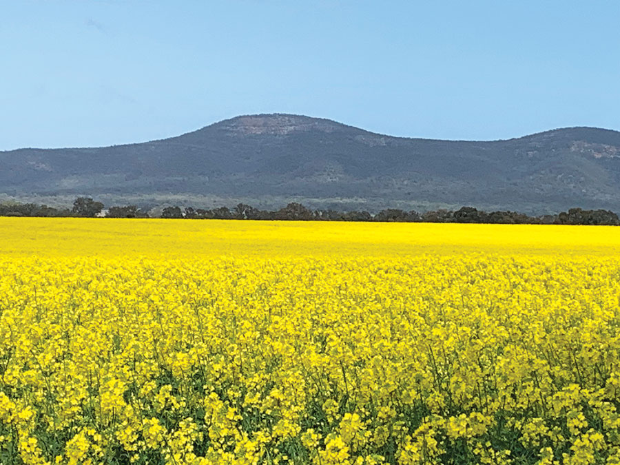 Canola in flower at ‘Myee’, near Grenfell, NSW, in September.