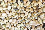 Shift in planting time offers new market opportunity