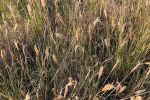 GRDC launches $47M weed management initiative for growers