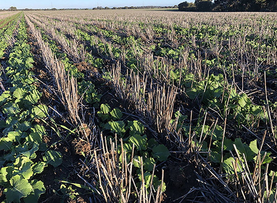 FIGURE 3 Inter-row seeding enables stubble retention, which improves water infiltration and soil carbon levels. Stubble also plays a critical role in minimising water erosion from intense rainfall events. PHOTO Andrew Whitlock