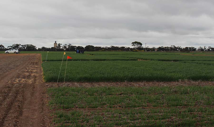 Trials looking at integrated approaches to brome grass management in barley at Kinnabulla, north-west Victoria. PHOTO University of Adelaide 