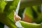 Steps to manage snails become clearer after studies into pest behaviour and control tactics