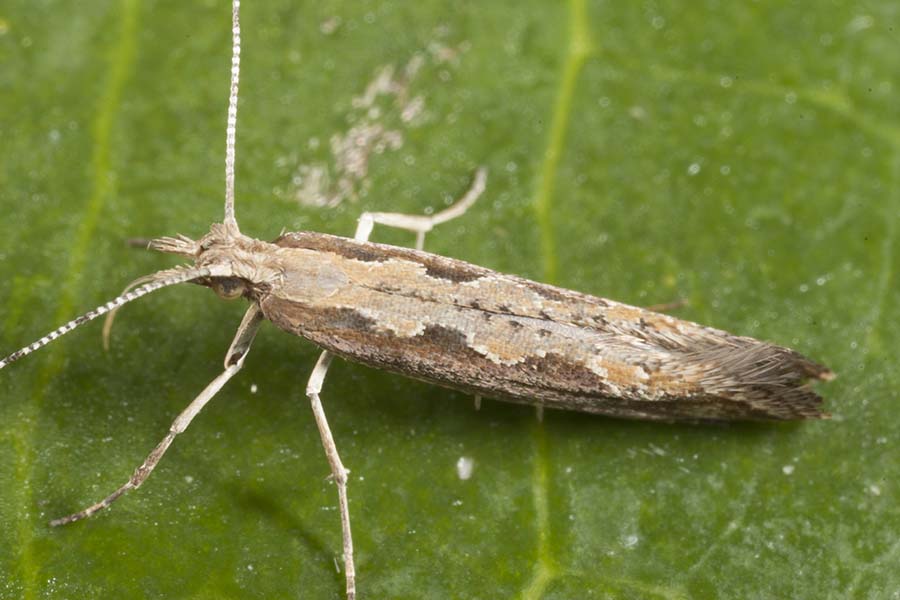 A diamondback moth at rest. PHOTO cesar 