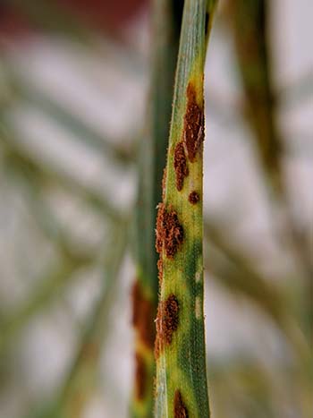 A single rust pustule can produce about 2000 urediniospores per day. PHOTO Michelle Demers, University of Sydney