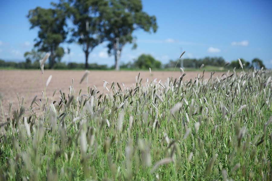 UA is looking at control for key summer weeds such as feathertop Rhodes grass (FTR).
        