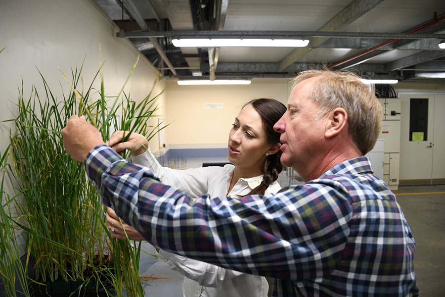 The fungicide resistant samples from Yorke Peninsula were identified by SARDI plant pathologists Tara Garrard and Hugh Wallwork. Photo: GRDC