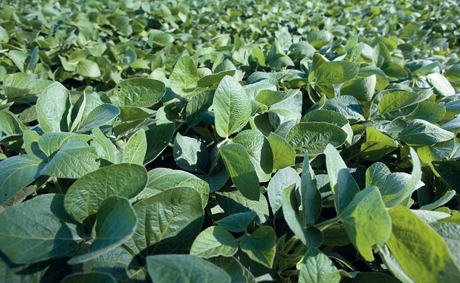 Soybeans are commonly used in plant-based protein products, but are only grown in limited quantities in Australia. PHOTO Pulse Australia