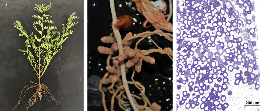 chickpea with nodules