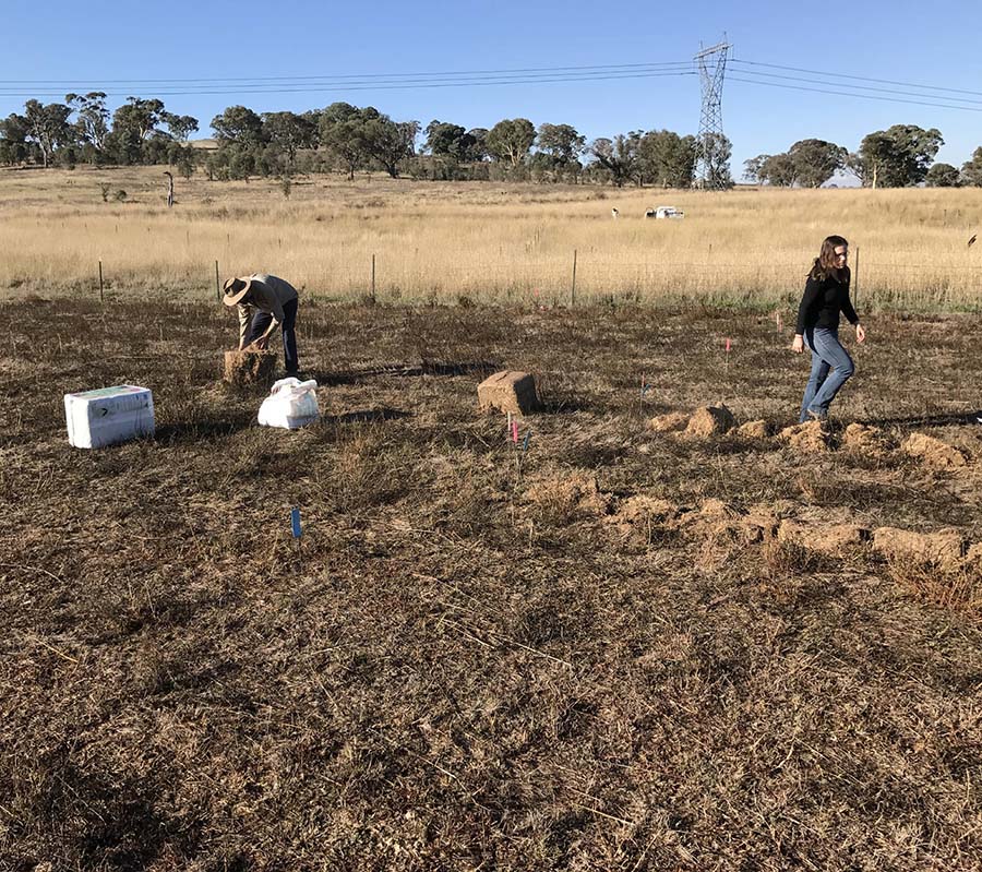 ANU and CSIRO PhD student Elizabeth Coonan (right) setting up the trial site near Canberra. PHOTO John Kirkegaard, CSIRO