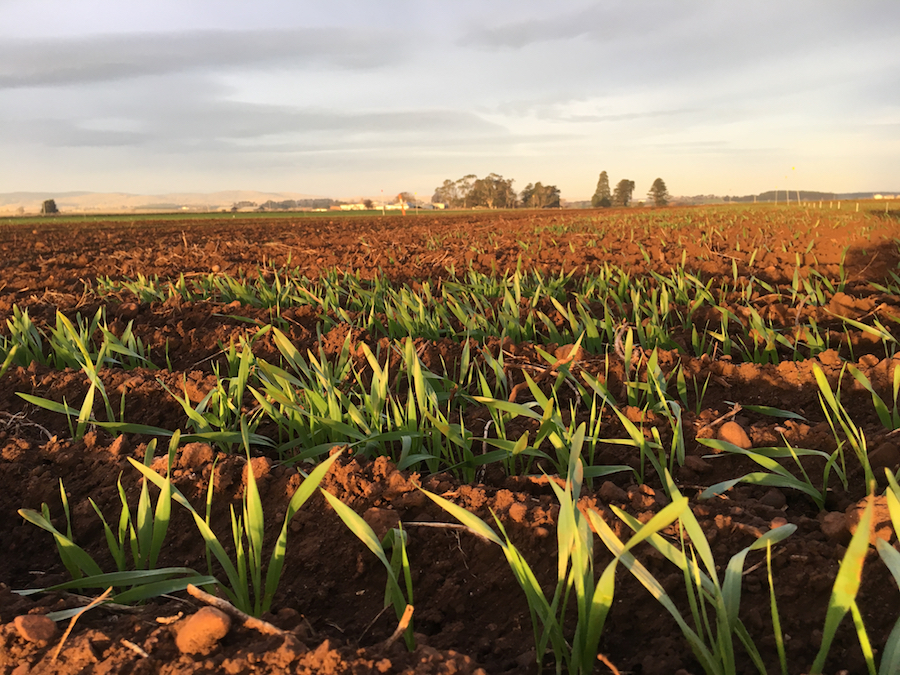 Barley emerging from trials in Tasmania