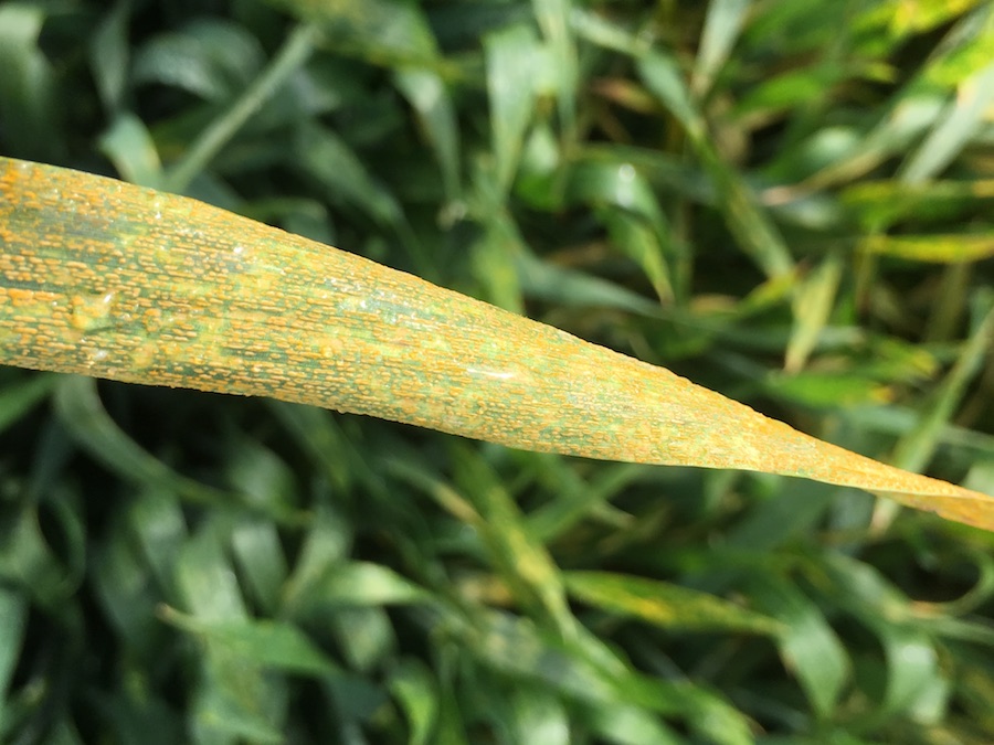 Stripe rust disease 