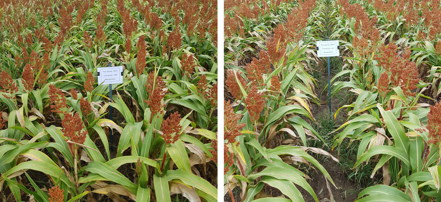 Sorghum montage