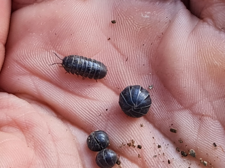 The common pill-bug